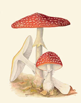 Fungi Collection: Amanita muscaria, c. 1915-45