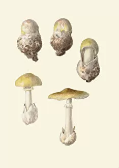 Plant Structure Gallery: Amanita phalloides, 1944
