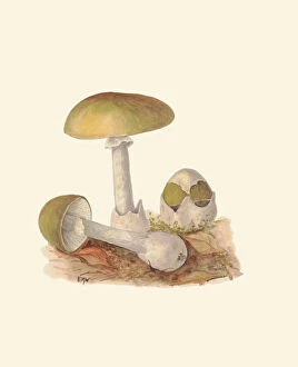Images Dated 14th April 2022: Amanita phalloides, c.1915-45