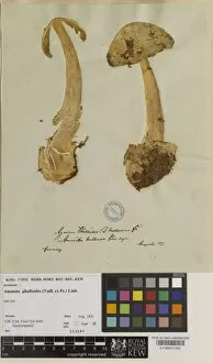 Specimen Sheet Gallery: Amanita phalloides (Vaill. ex Fr.) Link