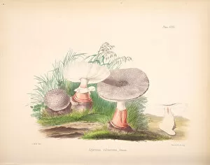 Botanical Drawing Collection: Amanita rubescens, 1847-1855