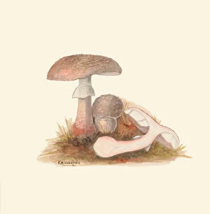 Fungus Collection: Amanita rubescens, c. 1915-45