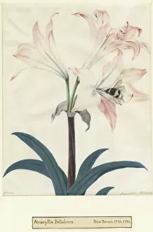 Pink Colour Gallery: Amaryllis belladonna, 1760-1790