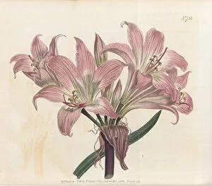Hand Coloured Gallery: Amaryllis belladonna, 1804