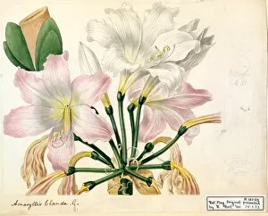 Botanical Art Gallery: Amaryllis blanda (The Blush-lily)