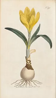 Lithograph On Paper Gallery: Amaryllis lutea, 1795