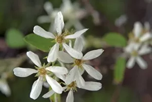 Close-ups Gallery: Amelanchier rotundifolia