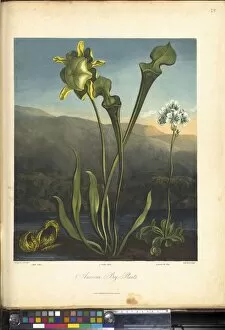 Flora Collection: American Bog Plants