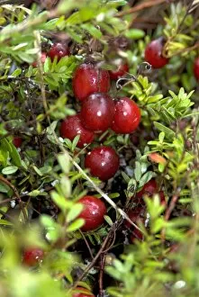 Edible plants Gallery: American cranberries, Vaccinium macrocarpon