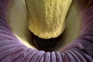 Flowers Gallery: Amorphophallus titanum