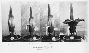 Monochrome Collection: Amorphophallus titanum flowering, 1901