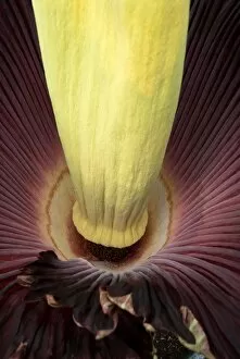 Araceae Collection: Amorphophallus titanum, Titan arum