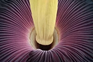 Plants and Fungi Gallery: Amorphophallus titanum, Titan arum