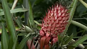 Images Dated 20th September 2011: Ananas bracteatus - (Pineapple relative)