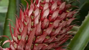 Flowering Plant Gallery: Ananas bracteatus - (Pineapple relative)