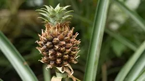 Plant Portrait Gallery: Ananas champaca, ornamental pineapple
