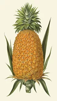 Bountiful Gallery: Ananas comosus, c. 1850