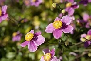 Color Collection: Anemone hupehensis