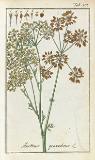 18th Century Collection: Anethum graveolens, 1790