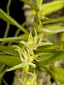 Images Dated 10th December 2008: Angraecum moandense ORCHIDACEAE Yunan China* 003984LT