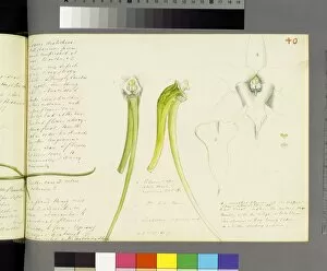 Water Colour Gallery: Angraecum sesquipedale, 1870