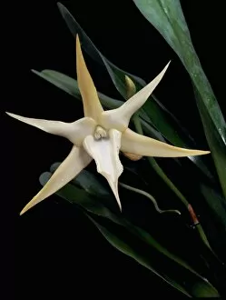 Plants and Fungi Gallery: Angraecum sesquipedale of Madagascar, and his hypothesis that it was pollinated by a bizzare