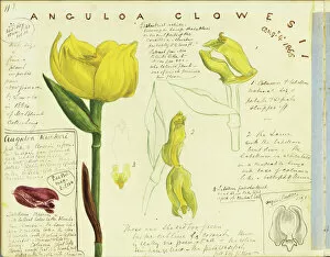 Watercolour Gallery: Anguloa clowesii (Tulip orchid), 1866