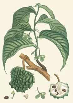 Annona mucosa, 1808ÔÇô1827