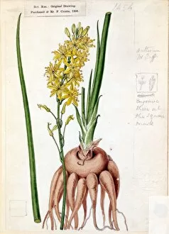 Botanical Art Gallery: Anthericum pugioniforme Jacq. (Round-rooted Anthericum)
