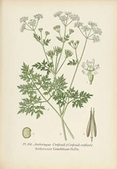 Botanical Drawing Collection: Anthriscus cerefolium, 1893