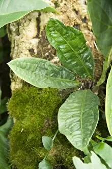 Endangered plants Collection: Anthurium superbum