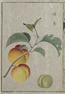 Japan Gallery: Apricot (Prunus armeniaca), woodblock print and manuscript on paper, 1828