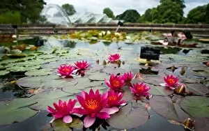 Princess Of Wales Conservatory Collection: Aquatic Garden