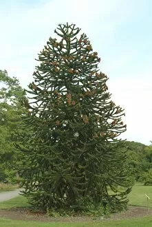 Trees in the landscape Collection: araucaria araucana, monkey puzzle
