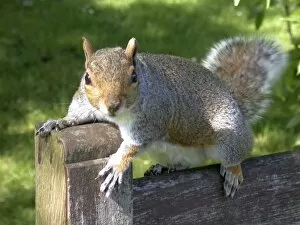 Bench Collection: ARB Squirrel 030605PL