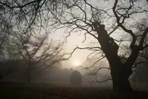 Tree In Mist Collection: Arboretum in winter