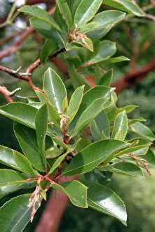 Ericaceae Collection: Arbutus andrachne