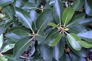 Ericaceae Collection: Arbutus menziessii