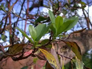 Trees and Shrubs Collection: Arbutus x andrachnoides