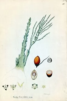 Paintings Gallery: Areca catechu, L. (Betelnut, pinang, areca nut)