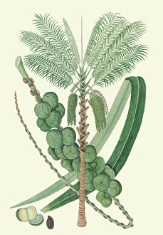 Plant Portrait Collection: Arenga pinnata, c. 1820