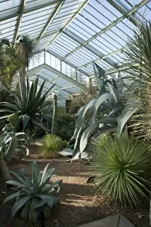 Glasshouses Collection: Arid zone, Princess of Wales Conservatory
