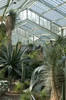 Interior Collection: Arid zone, Princess of Wales Conservatory