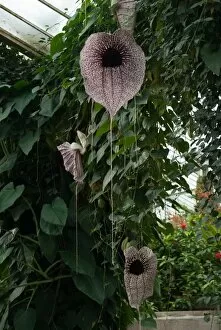 Smell Gallery: Aristolochia grandiflora
