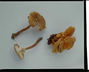 Fungi Collection: Armillaria mellea, honey fungus