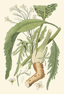 Plant Portrait Collection: Armoracia rusticana, 1822