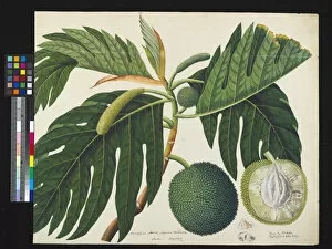 Edible Plant Collection: Artocarpus altilis