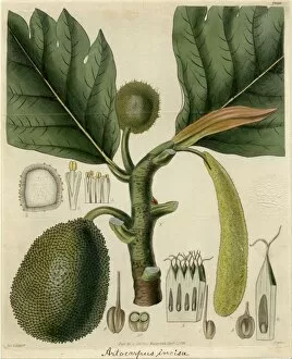 Botanical Art Gallery: Artocarpus altilis, 1828
