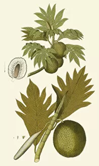 Artocarpus incisa, 1788ÔÇô1812