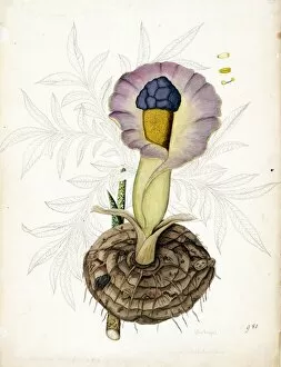 Araceae Gallery: Arum campanulatum, Roxb